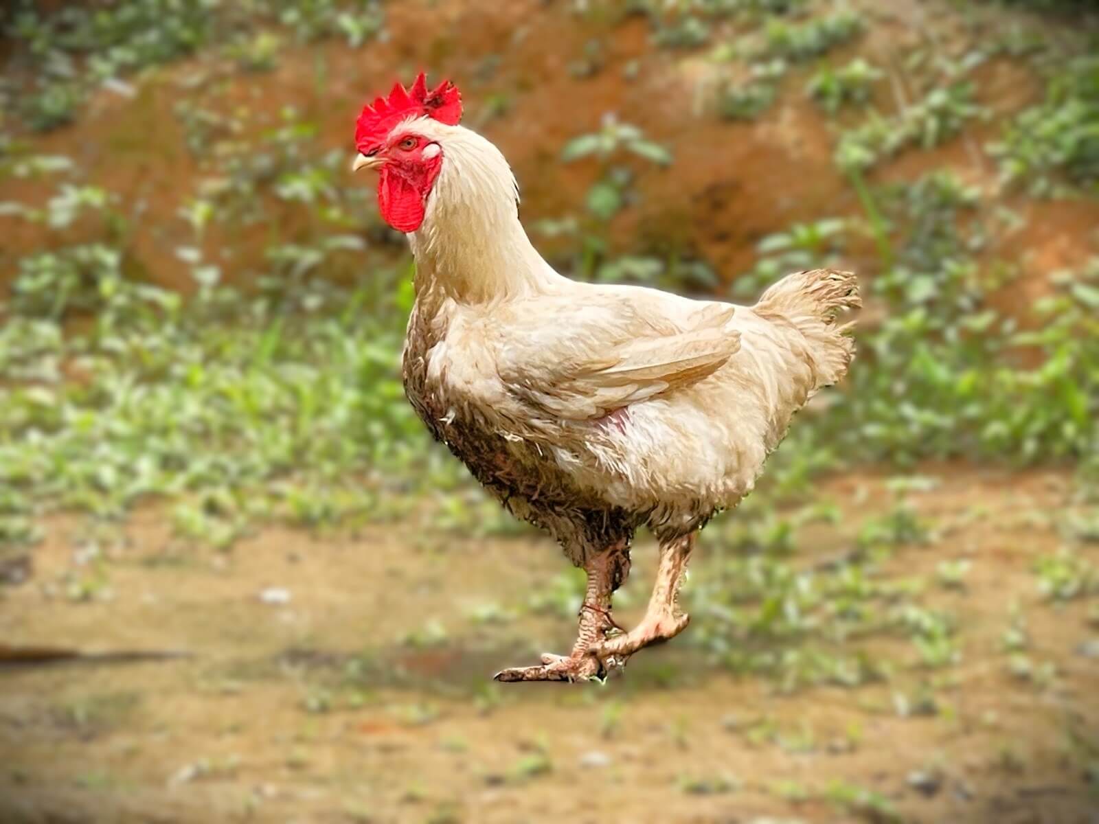 Poulets de chair de la  sociéte coopérative Coopagrif COOP-CA